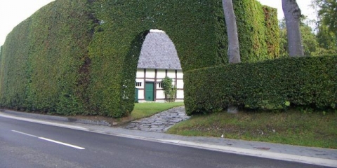 Ukrasno drveće i grmlje: fisher's hawthorn